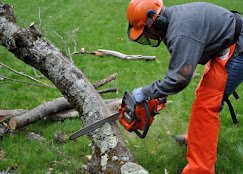 Forest Tree Service LLC